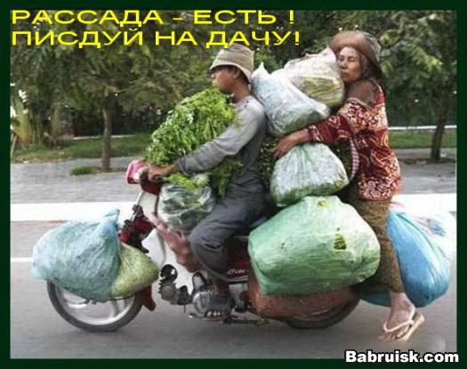 дача