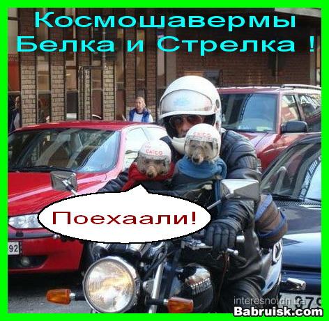 белка и стрелка