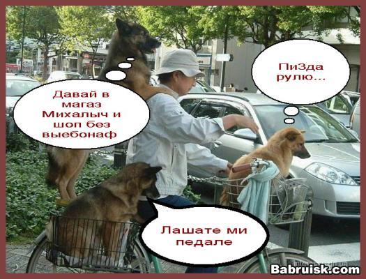 ездовые собаки