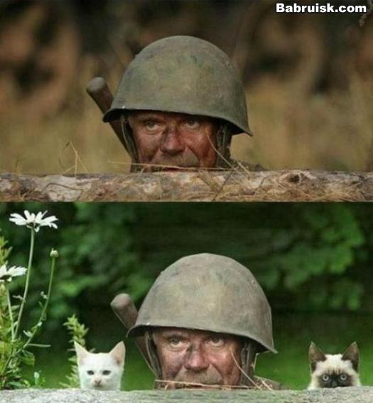 михалков ест котов