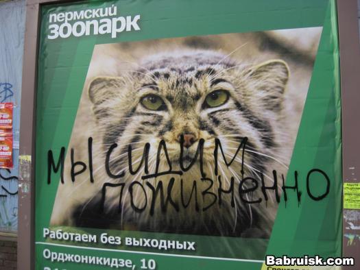 манул