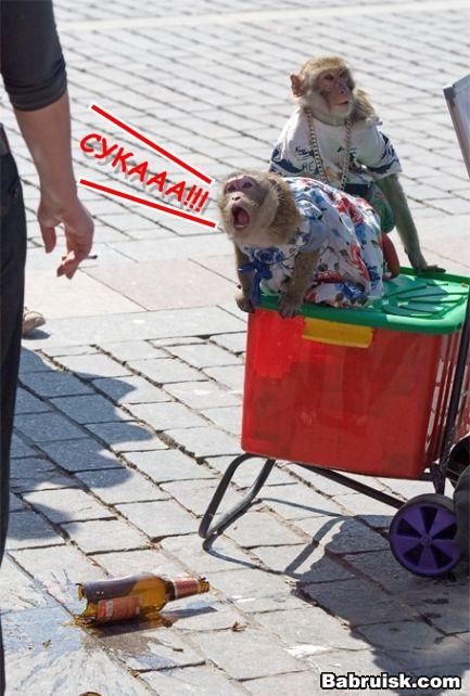 ппц