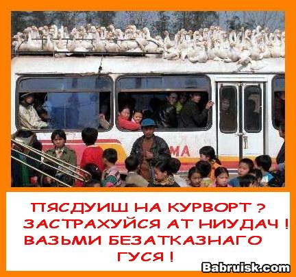 еби гусей