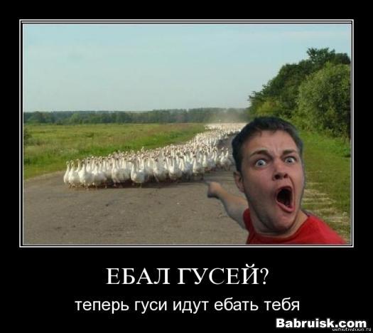 еби гусей, жди гудка. да ебись оно всё в рот.