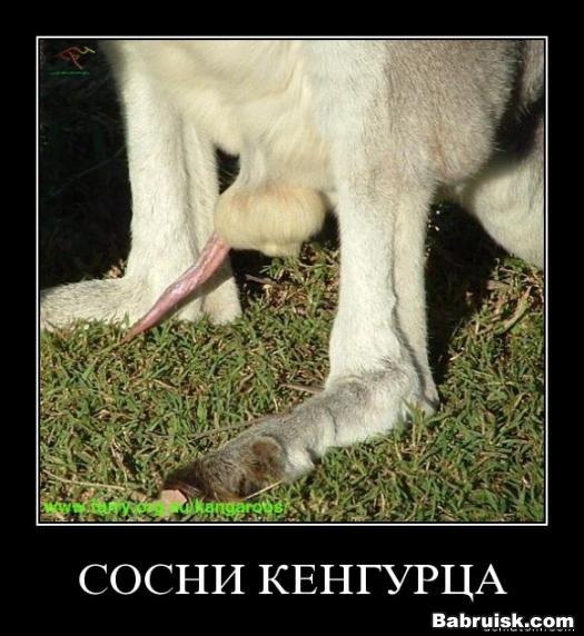сосни хуйца сосни кенгурца