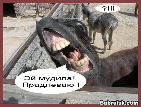 секс с ослом