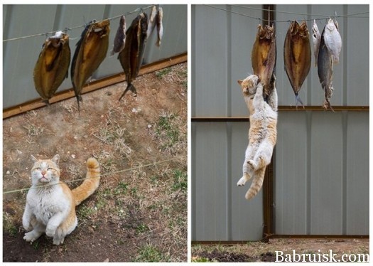 кот пиздит рыбу