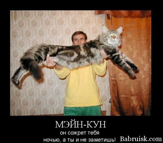 Фотка Ромба с котом