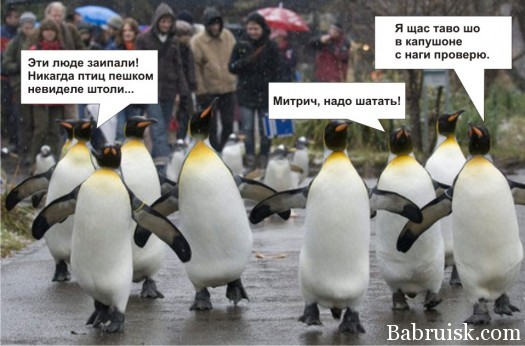 пингвины