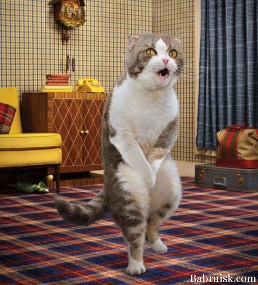 удар по яйцам