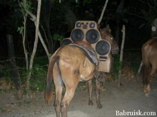 фото диких животных