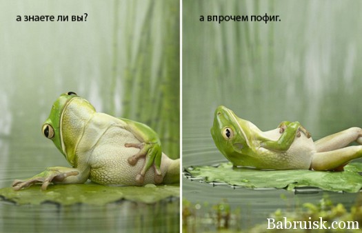 зеленый похуист