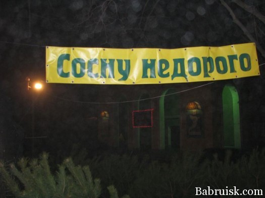сосну недорого