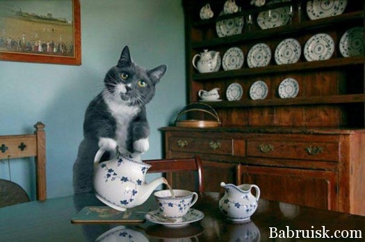 кот хуярит виски в чашки