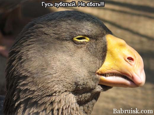 зубатый гусь