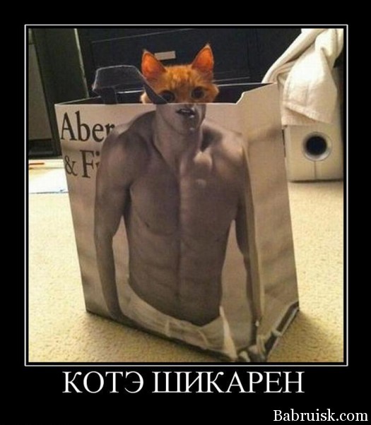 котэ