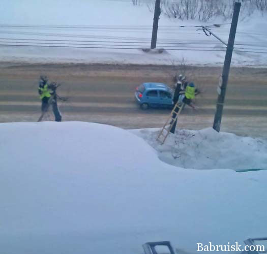 пидоры на деревьях