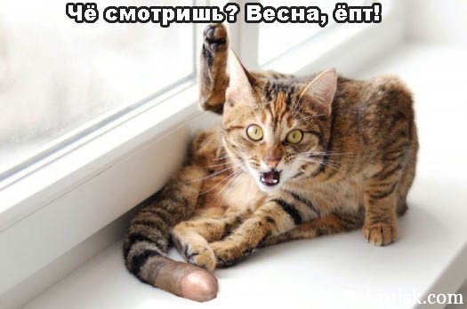 кот с длинным хуем о_О