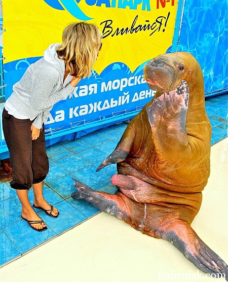 хуй моржовый