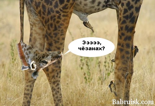 ёбаный жираф какбе вопрошает
