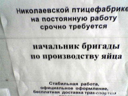 производство яйца