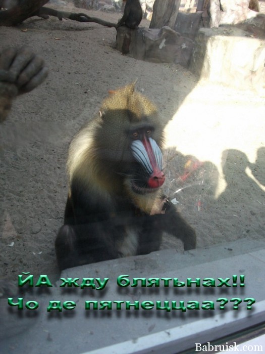 harya какая гнусная харя!