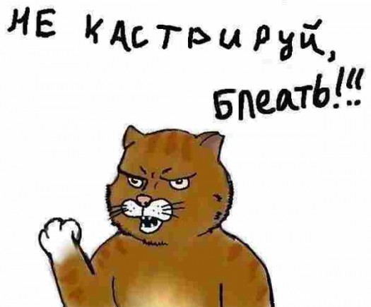 где кастрировать кота