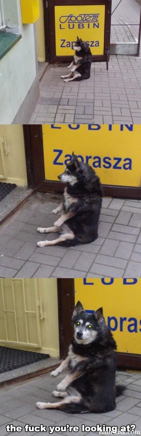 ебанись конем!