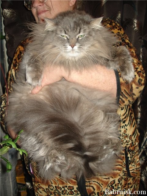 коту заебись!