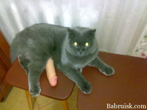 кот с хуем