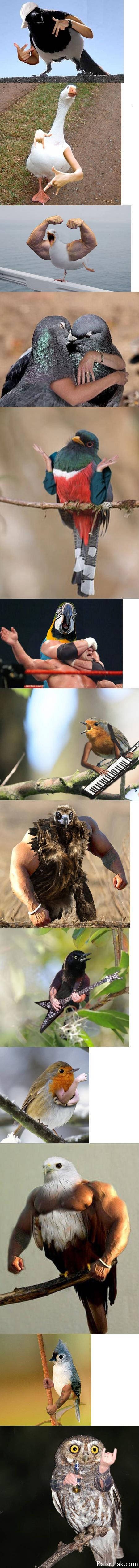 fucking birds