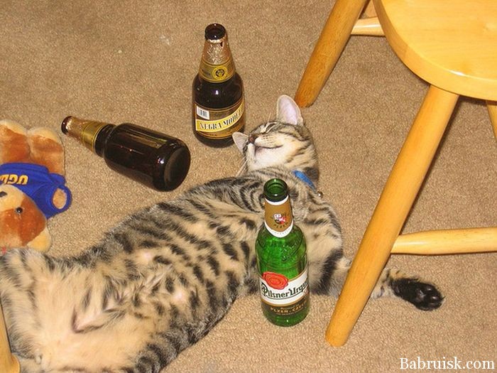 котэ