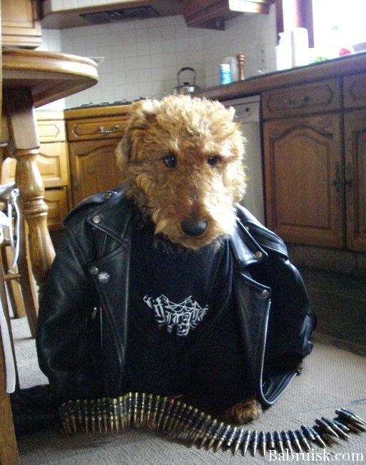 пёс-металист