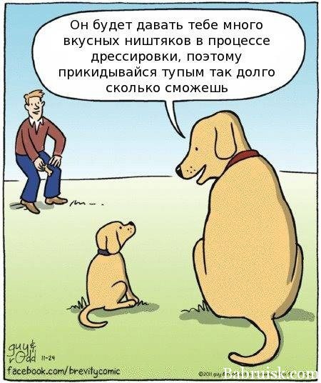 как дрессировать собак