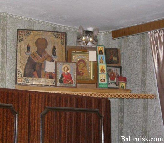 страдающий пгм кот
