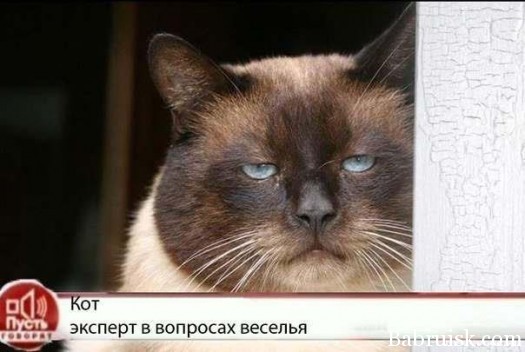 кот ёбан в рот