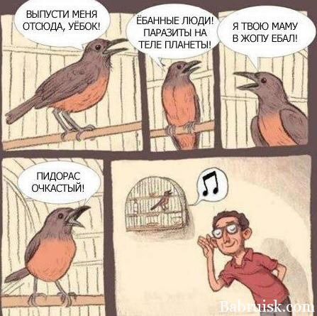 о чём пиздят птицы в клетках