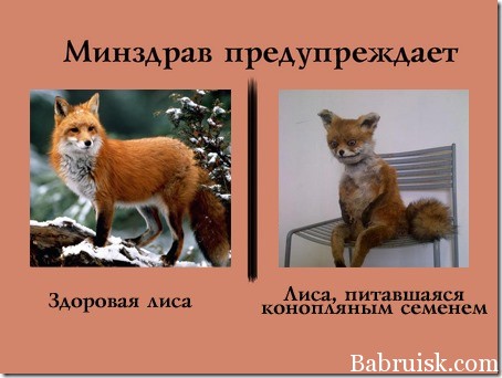 действие конопляного семени