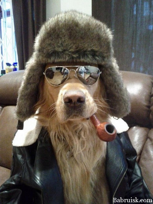 охуенный пёс!