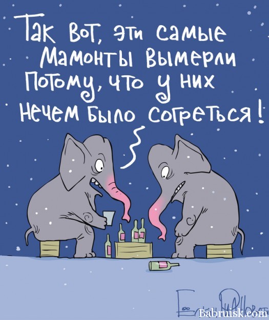 Слоны выпили два ящика водки