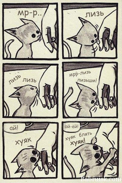 ёбаный кот расцарапал мне руку