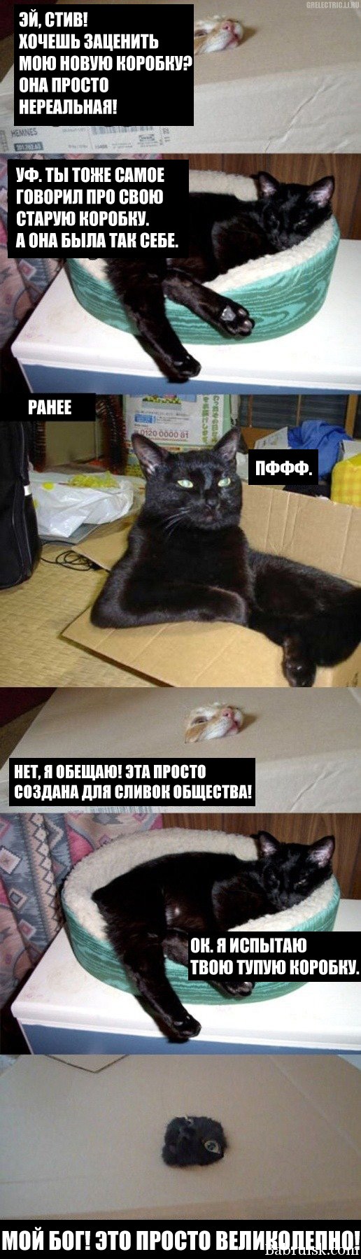 коты в коробке