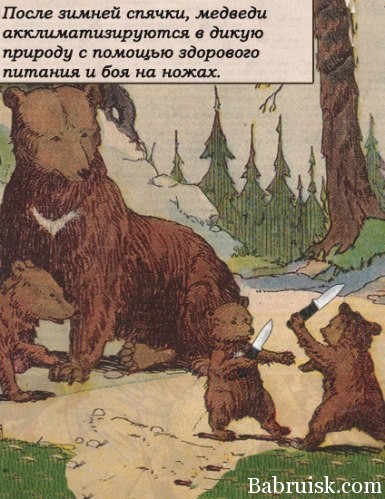 медведи в спячке