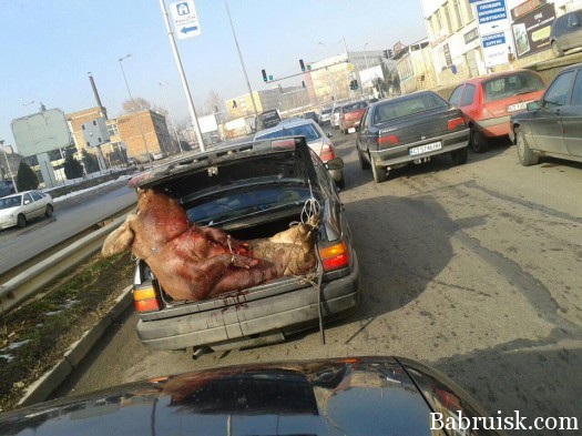 мертвая свинья в багажнике