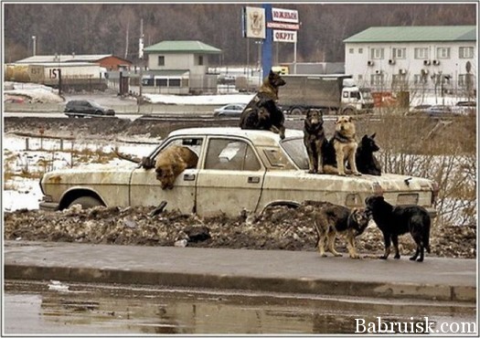 собаки на машине