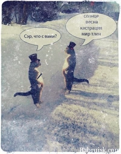 ёбнутые котики