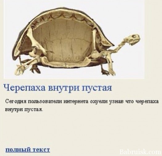 пустая черепаха