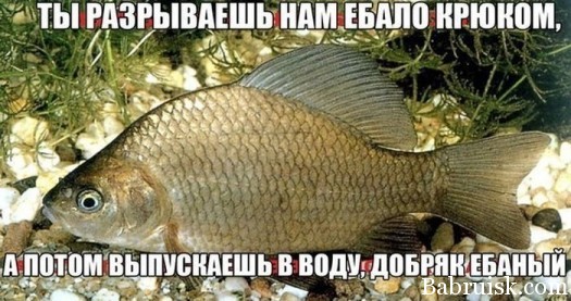 доьбряк