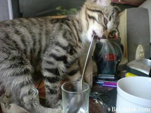 кот с ложкой