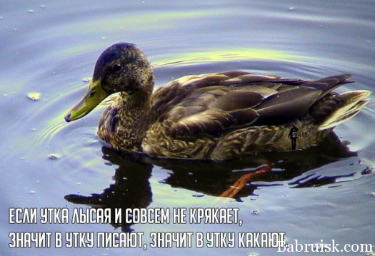 насрали в утку